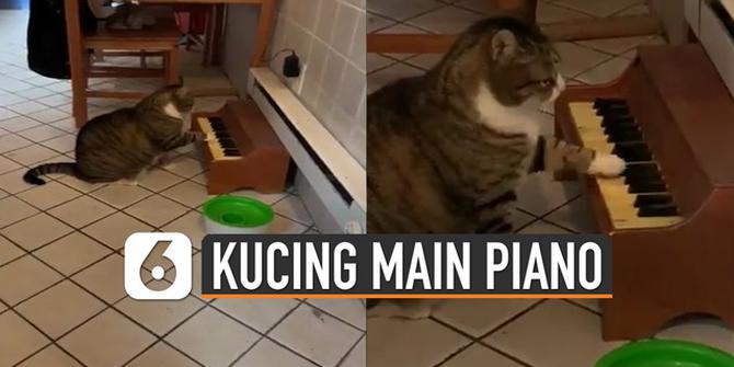 VIDEO: Viral Kucing Main Piano