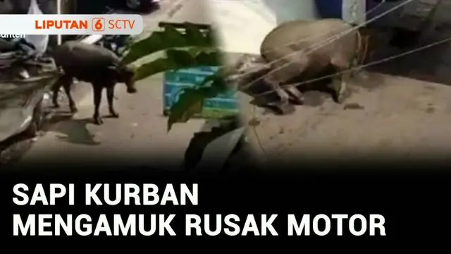 VIDEO: Sapi Kurban Mengamuk Rusak Satu Gubuk dan Tiga Motor