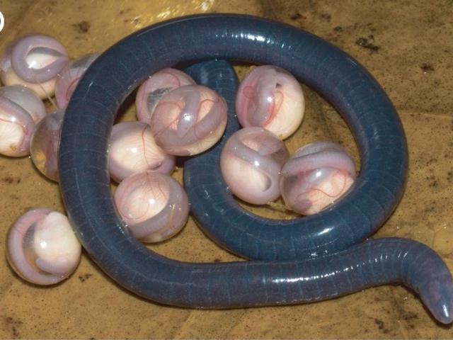 Mengenal Caecilian Hewan Amfibi Mirip Cacing Yang Telurnya Seperti Kelereng Global Liputan6 Com