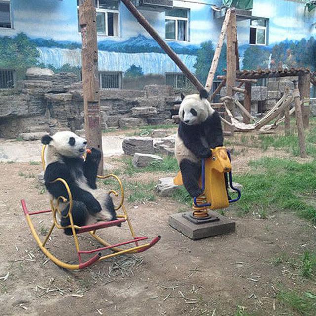 7 Potret Hewan Melakukan Aksi Tak Terduga yang Bikin Geleng Kepala