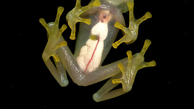 Bukan Hanya Gelas Kaca, 5 Hewan Ini Juga Transparan