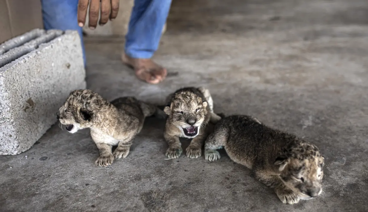 Tiga anak singa yang baru lahir dipajang di kebun binatang Nama di Kota Gaza, Sabtu, 13 Agustus 2022. Singa betina melahirkan tiga anaknya lima hari setelah Israel dan militan Palestina mengakhiri pertempuran sengit lintas perbatasan yang ditandai dengan gemuruh serangan udara Israel dan tembakan roket Palestina. (AP Photo/Fatima Shbair)