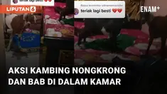 Kejadian kocak dan lucu dialami oleh seorang perempuan ini ketika memergoki kambing masuk kamarnya