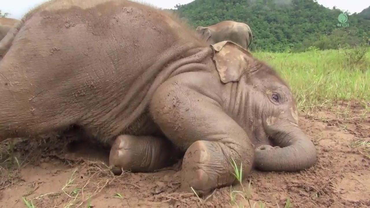 Punggung Bayi Gajah Sedang Gatal, Bagaimana Menggaruknya?