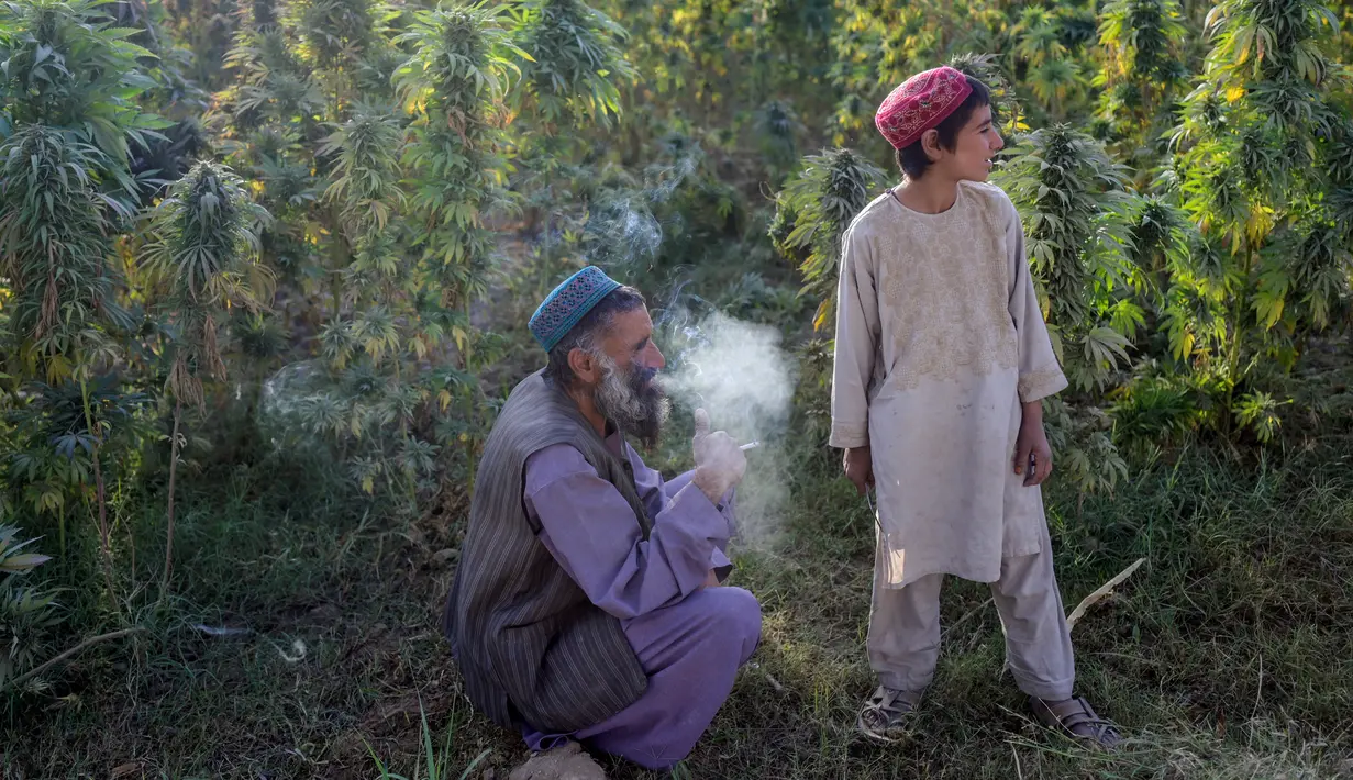 Seorang pria merokok saat bekerja dengan putranya di ladang ganja pinggiran Kandahar, Afghanistan, 28 Oktober 2021. Taliban bersumpah akan menindak perdagangan obat-obatan terlarang yang sebagian besar memicu pemberontakan mereka yang berhasil. (BULENT KILIC/AFP)
