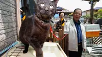 Ajaib, Kucing yang Hilang Saat Tsunami Jepang 2011 Ditemukan