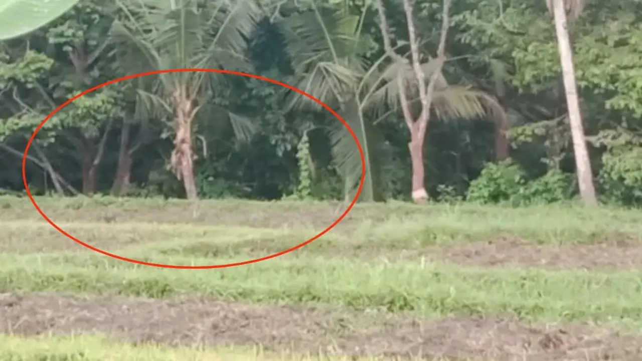 Kawanan Kera ekor panjang nampak memanjat pohon kelapa di area persawahan warga di Desa Tamansuruh, Glagah, Banyuwangi. (Istimewa).