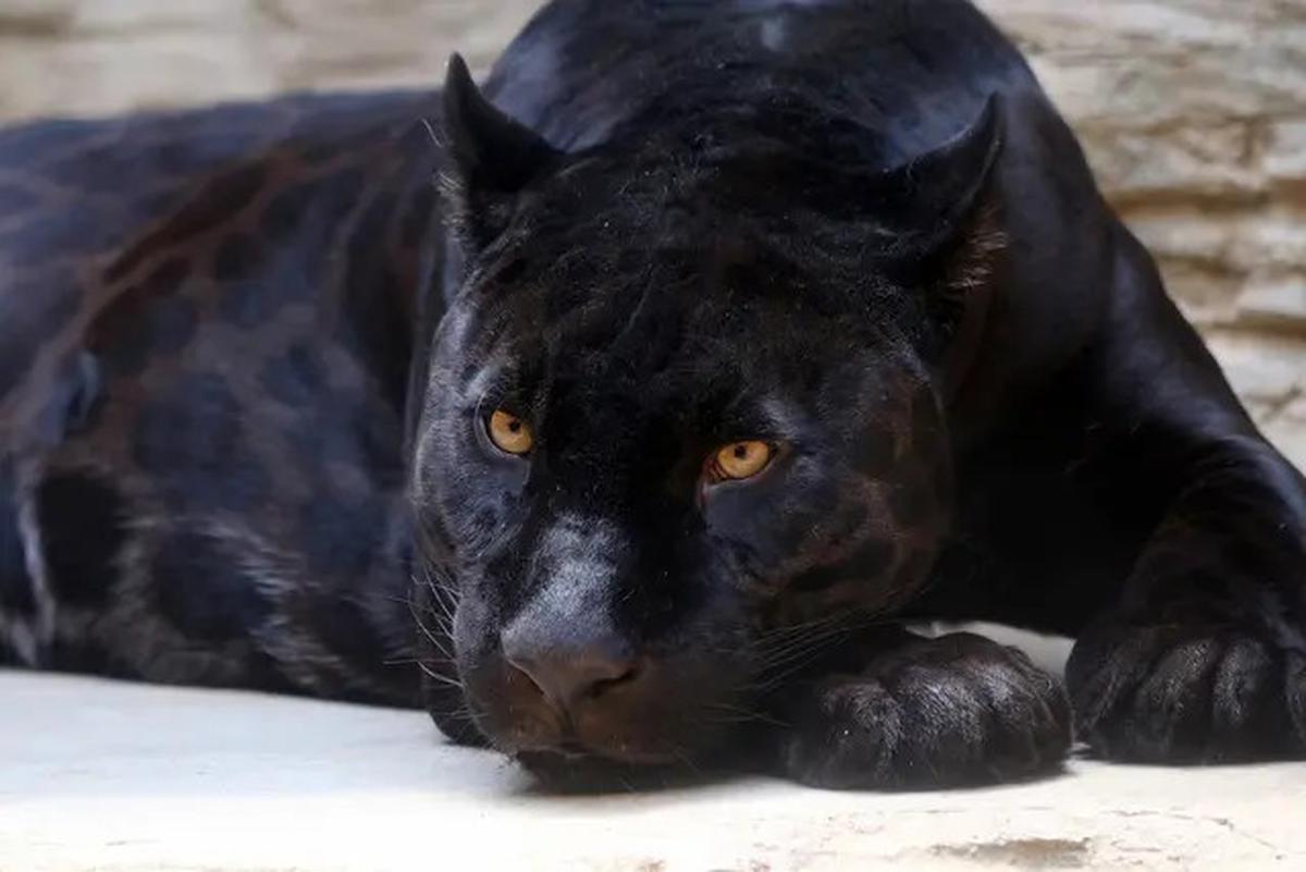 Bagaimana Mata Kucing Liar Bisa Berwarna-warni? Begini Asal Mulanya