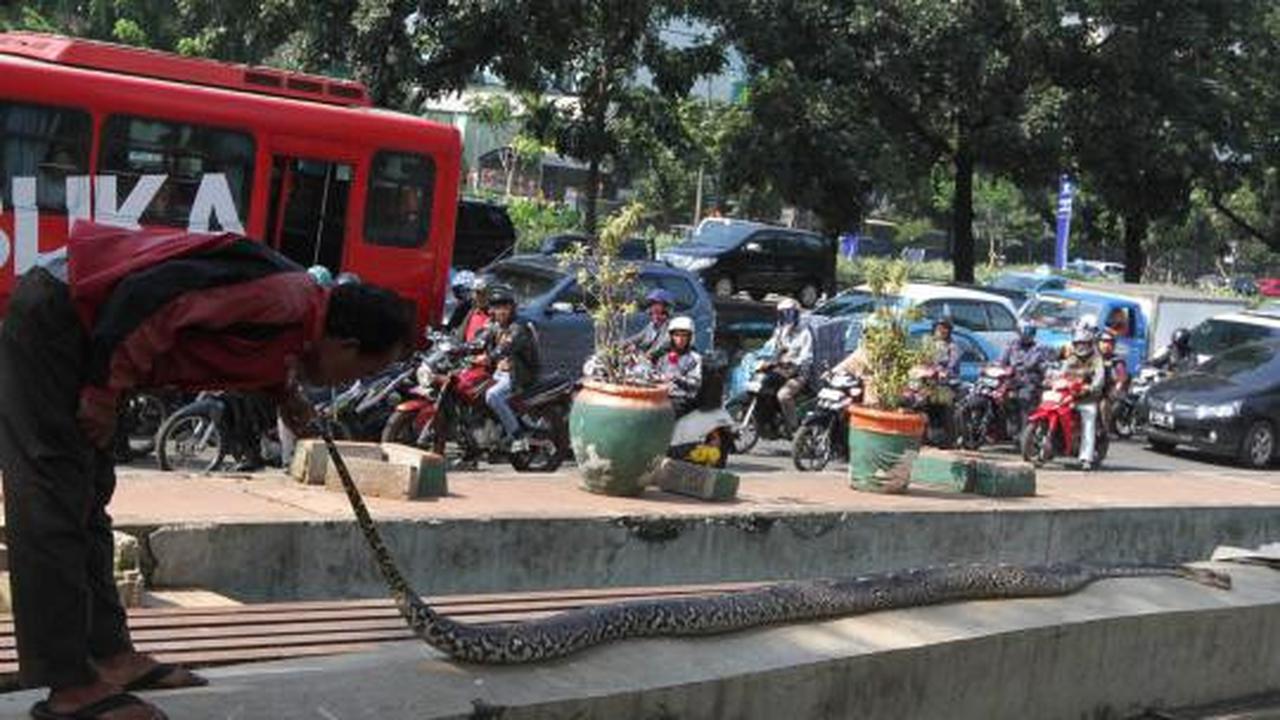 Ular sanca 6 meter ditemukan di Jalan Jenderal Sudirman
