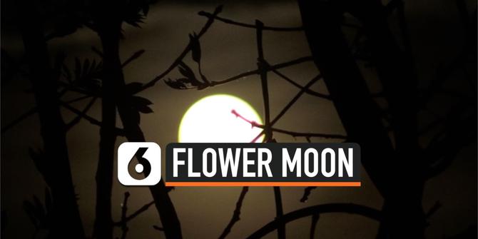 VIDEO: Penampakan Bulan 'Flower Moon' di Pinggiran Desa Inggris