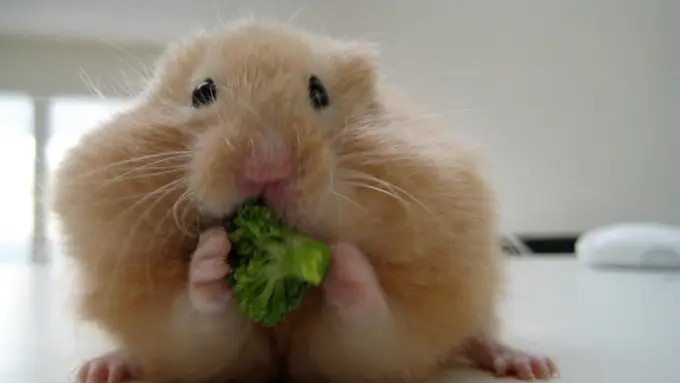 13 Manfaat Brokoli yang Menakjubkan untuk Kesehatan