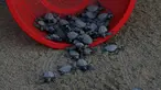 Sejumlah anak penyu sisik dilepaskan di pantai Sayulita, Meksiko (2/12). Anak penyu ini adalah hasil konservasi yang dilakukan oleh organisasi "Red Tortuguera". (AP Photo/Marco Ugarte)