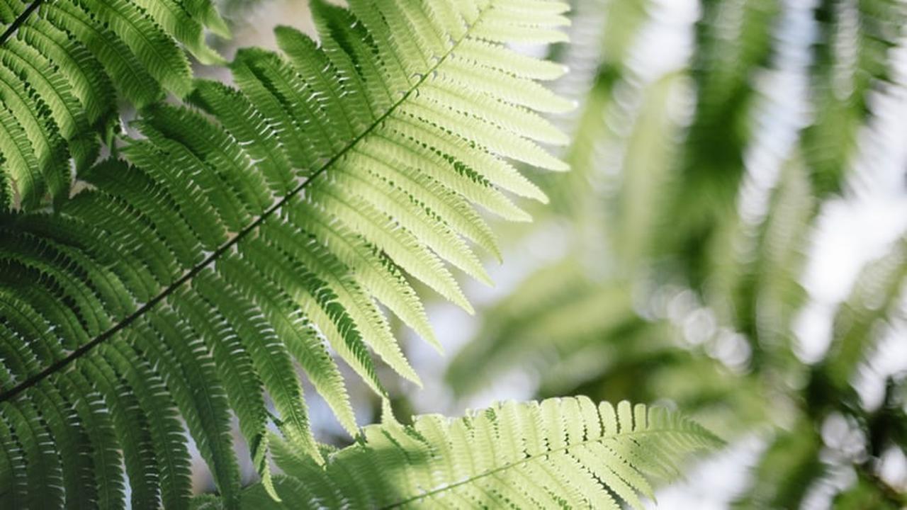 Struktur Tubuh Tumbuhan Paku