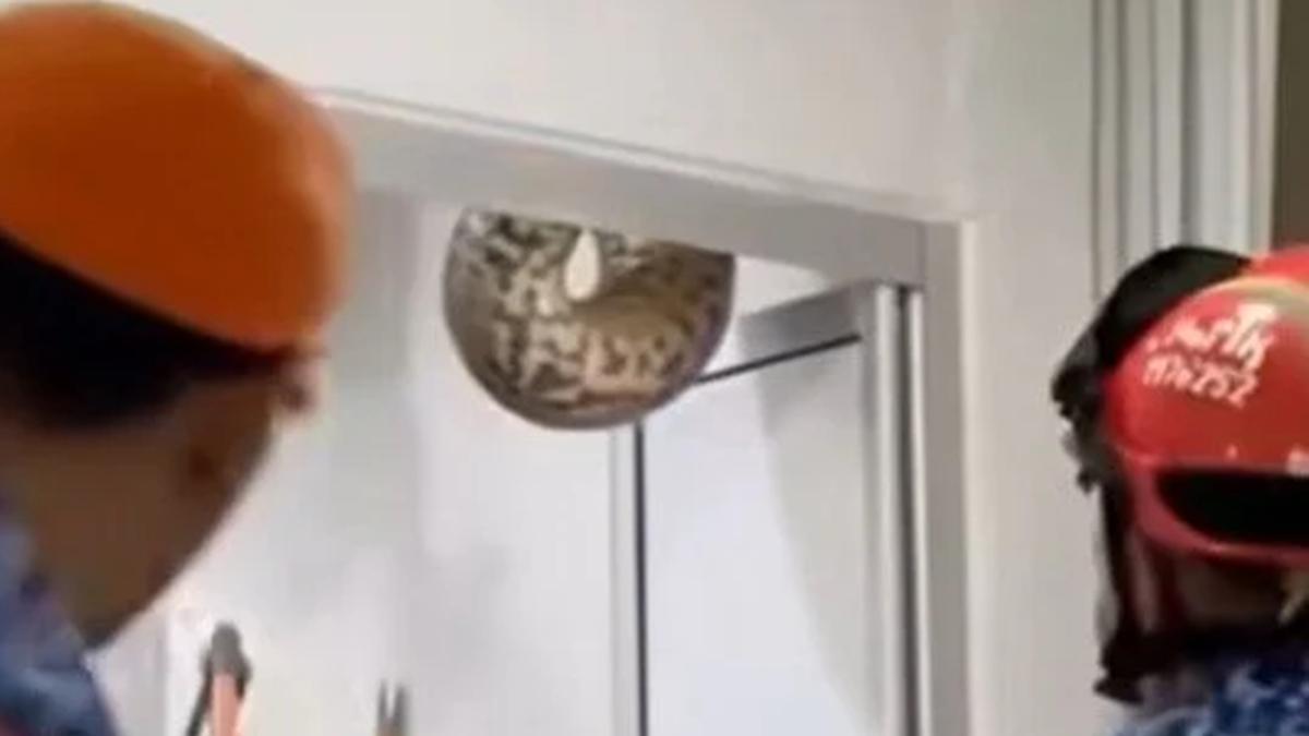 Ular Piton 60 Kg Jatuh dari Plafon Rumah Bikin Keluarga Syok, Dikira Kain Batik