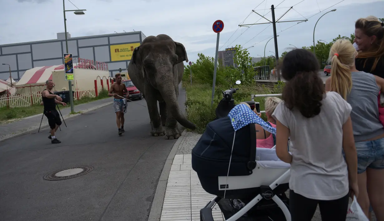 Sejumlah warga melihat seekor gajah yang tengah berjalan-jalan di sebuah jalan di Berlin, Jerman, Kamis (30/6). Gajah tersebut diajak pawangnya untuk berjalan-jalan menikmati udara segar. (REUTERS/Stefanie Loos)