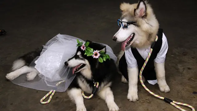 Wow, Anjing Ini Gelar Pesta Pernikahan Mewah yang Hebohkan Dunia