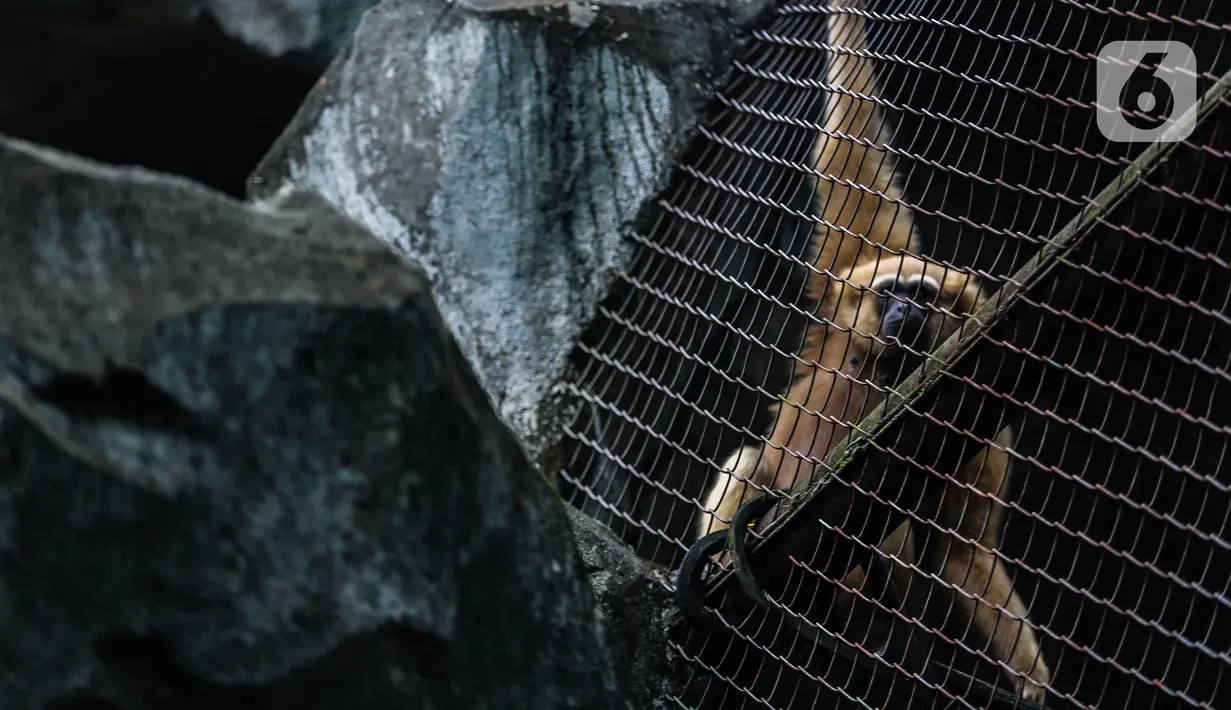 Primata terlihat dalam kandangnya di Taman Margasatwa Ragunan, Jakarta Selatan, Senin (20/4/2020). Satwa-satwa di Taman Margasatwa Ragunan terlihat lebih tenang karena pada dasarnya habitat asli mereka jauh dari keramaian manusia. (Liputan6.com/Faizal Fanani)