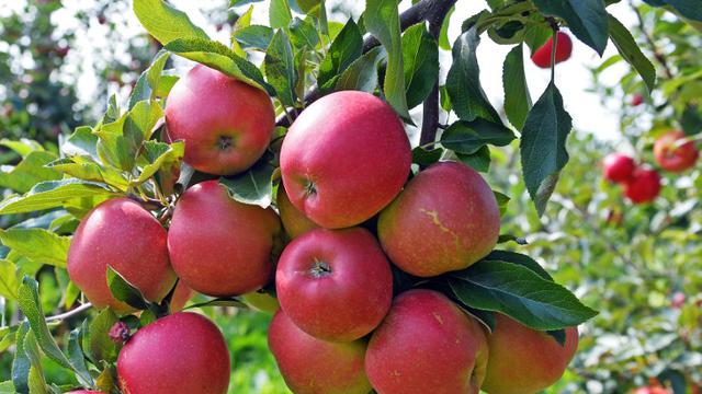 6 Buah Untuk Cerahkan Kulit Anda