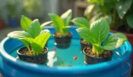 Cara Mengatasi Bau Ternak Lele di Ember Budikdamber agar Air Tetap Segar
