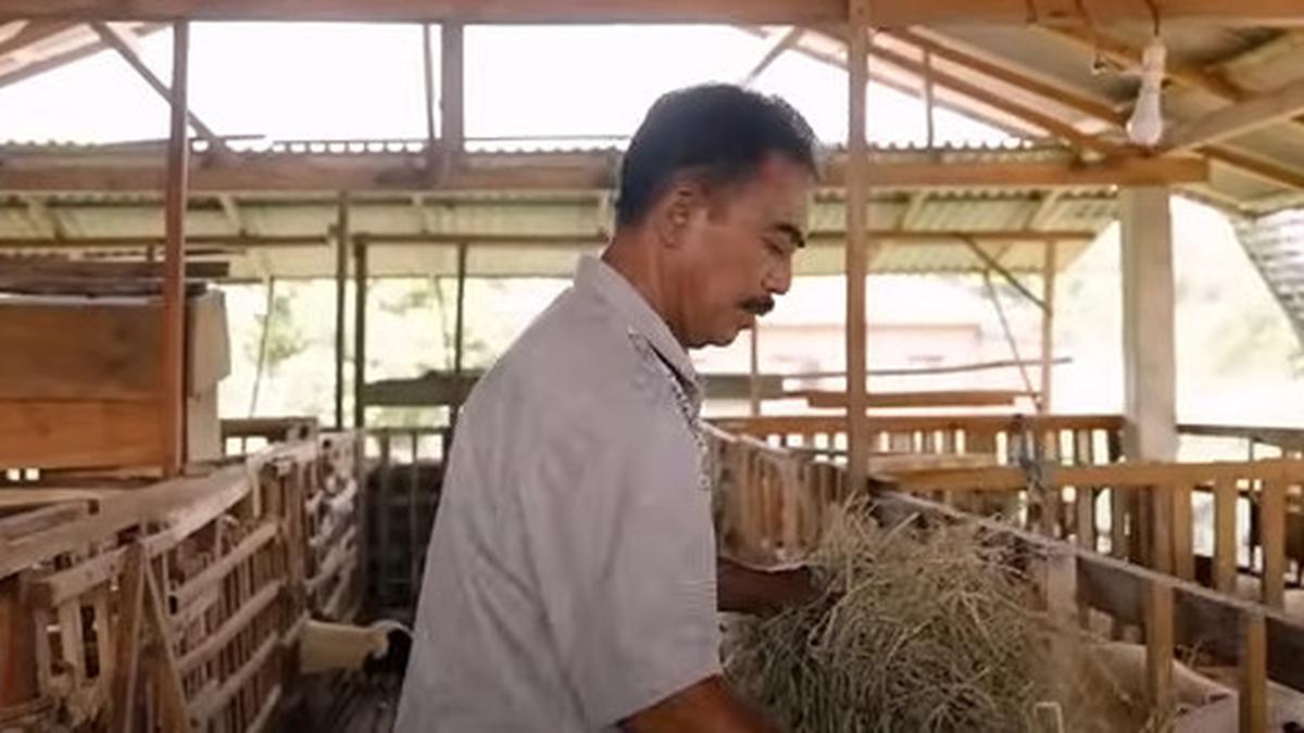 Guru Ngaji ini Kini Sukses Ternak Domba, Awalnya Hanya Punya 3 Ekor ...