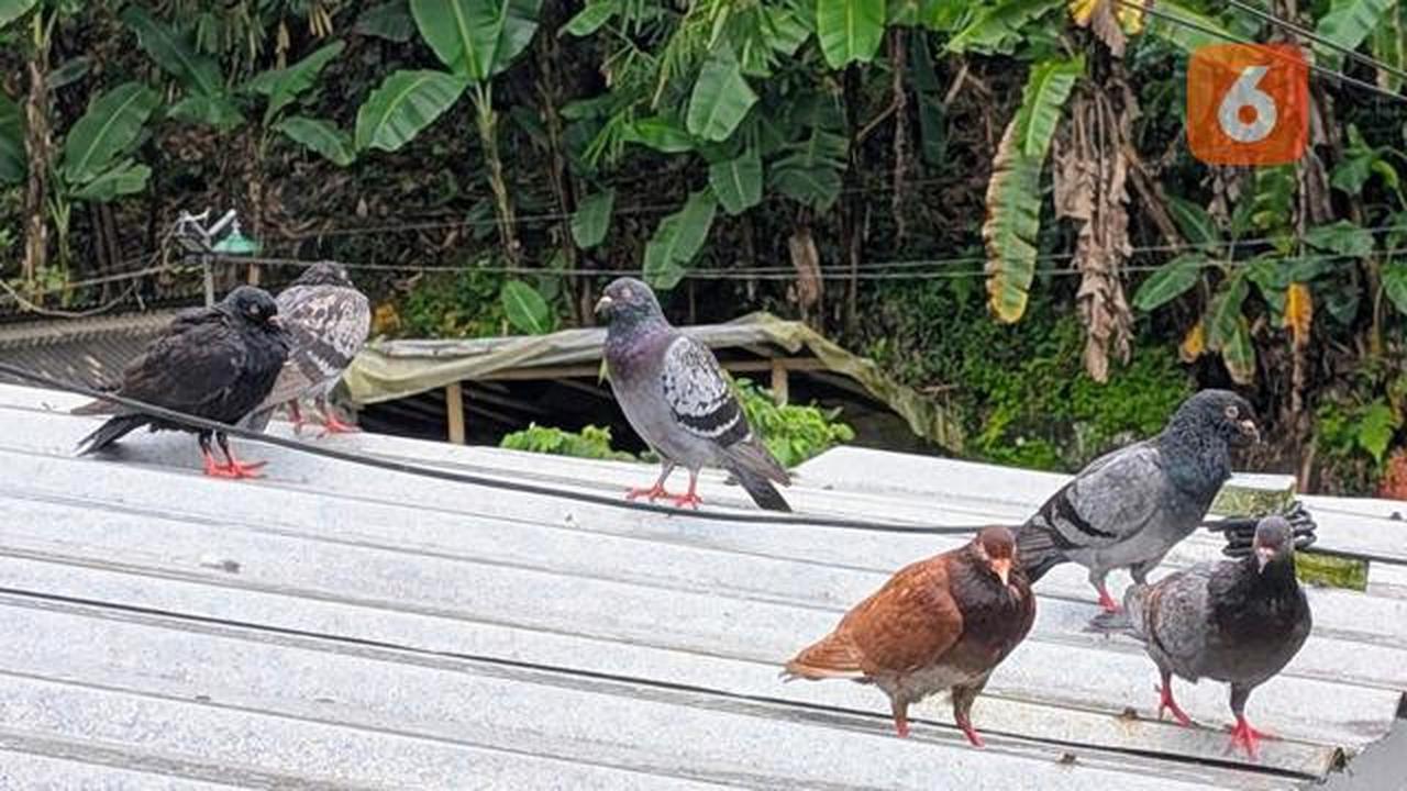 Hobi Pelihara Burung Bisa Berdampak Serius, Waspadai Penyakit Paru-Paru Ini