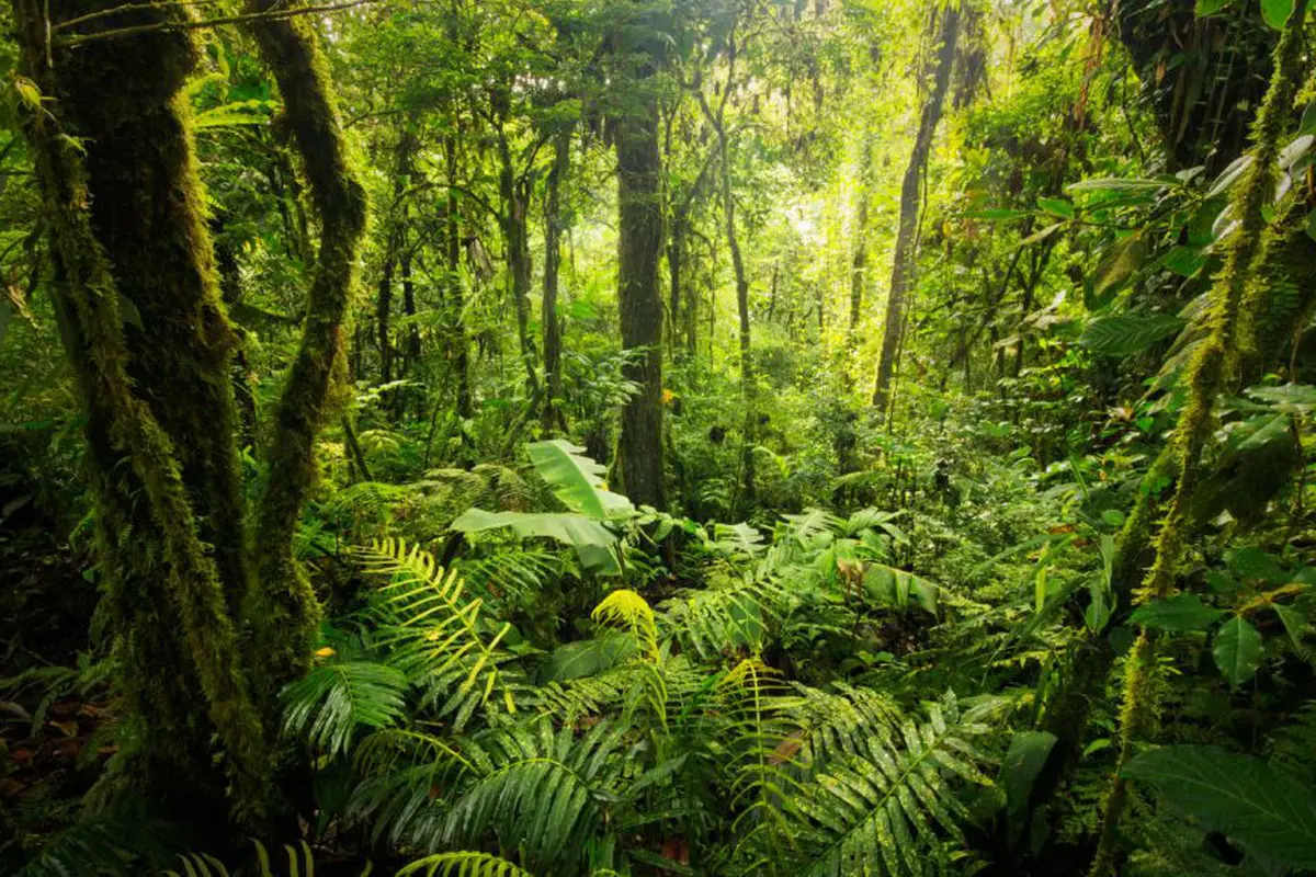Ilustrasi hutan