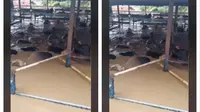 Video Puluhan Sapi Terendam Banjir di RPH Harapan Baru Bekasi Utara, Terjebak dalam Kandang