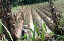 Petani Lebak Penuhi Kebutuhan Program Makan Bergizi Gratis, Ekonomi Lokal Tumbuh Pesat