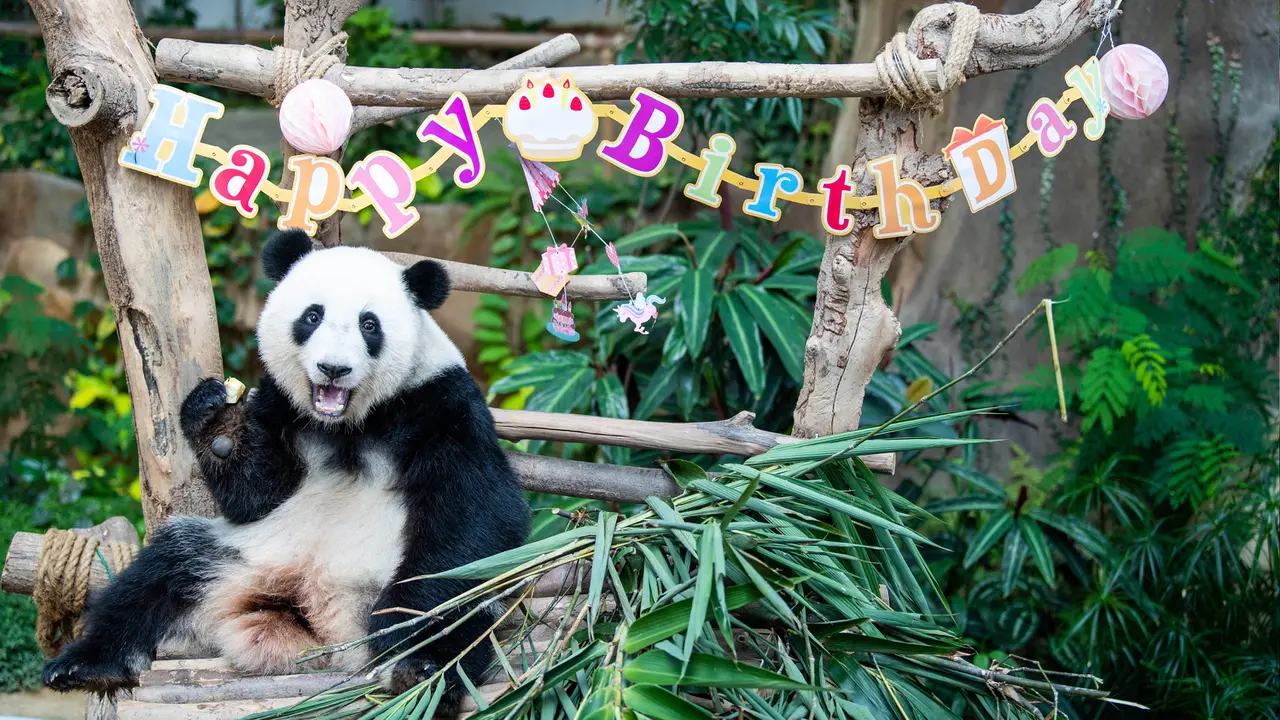 Panda Raksasa Yi Yi Rayakan Ulang Tahun di Malaysia