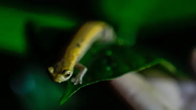 Melihat Salamander Mombacho yang Nyaris Punah di Nikaragua