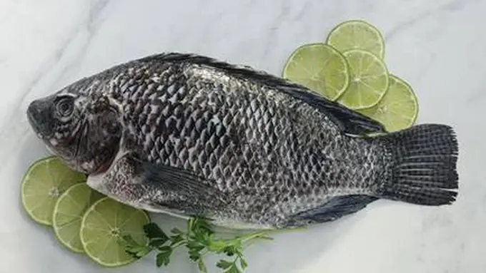 Ikan Tilapia
