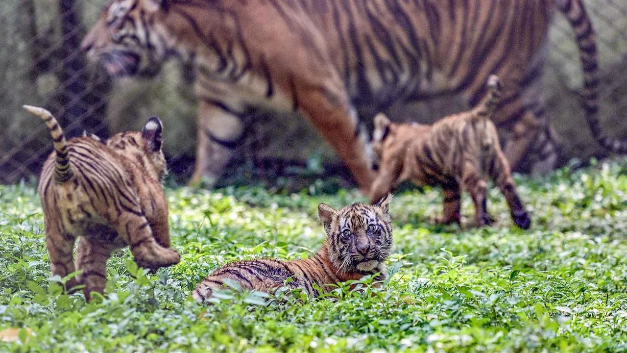 FOTO: Tingkah Menggemaskan Empat Anak Harimau Sumatra di Taman Safari Prigen