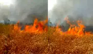 Kebakaran di Way Kambas Sulit Padam, Ini Penyebabnya