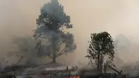 1.487 Hotspot Terdeteksi di Kalimantan