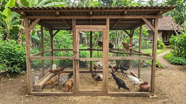 Kandang Kawat Ram