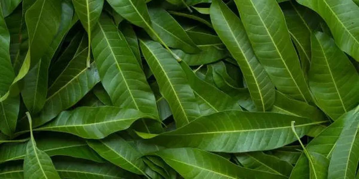 Daun Herbal untuk Menurunkan Gula Darah Secara Alami
