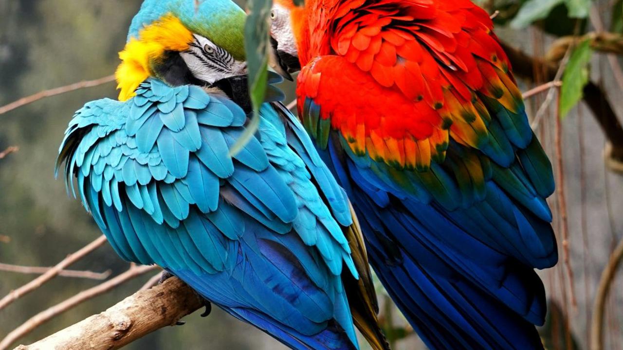 30 Makhluk Bumi yang Punya Warna Mirip Pelangi, Cantik dan Eksotis