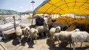 Seorang pedagang domba bekerja di sebuah pasar ternak di Ankara, Turki, 20 Juli 2020. Hari Raya Idul Adha di Turki akan dirayakan mulai tanggal 31 Juli hingga 3 Agustus 2020. (Xinhua/Mustafa Kaya)