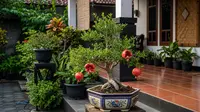 10 Pohon Buah dalam Pot Bentuk Rapi untuk Penghias Teras, Buah Segar Estetik