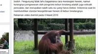 Seekor orangutan memungut dan mengisap rokok yang dibuang sengaja oleh seorang pengunjung kebun binatang. (Screenshot: Facebook/Marison Guciano)