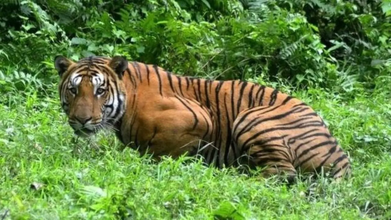 Seekor harimau telah menempuh jarak 1.300 km (807 mil) dalam lima bulan.
