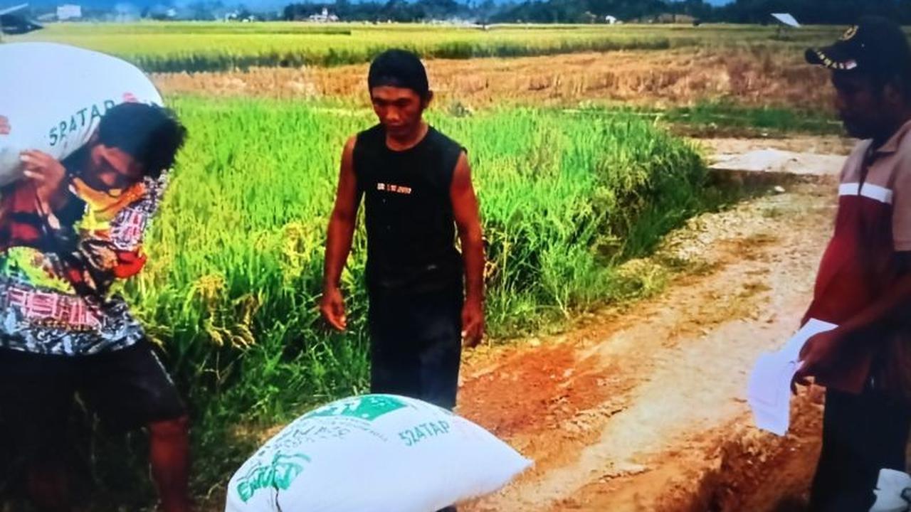 Bulog Bukittinggi Gencarkan Serap Beras Petani di Pasaman dan Pasaman Barat