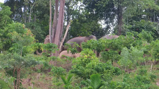 Penampakan Gajah Liar di  Blok 8 Hutan Lindung Kotaagung Utara Register 39, Lampung