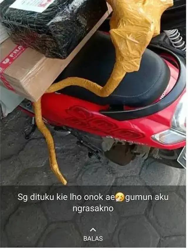 10 Bentuk Nyeleneh Bungkus Paket Ini Bikin Penasaran Isinya