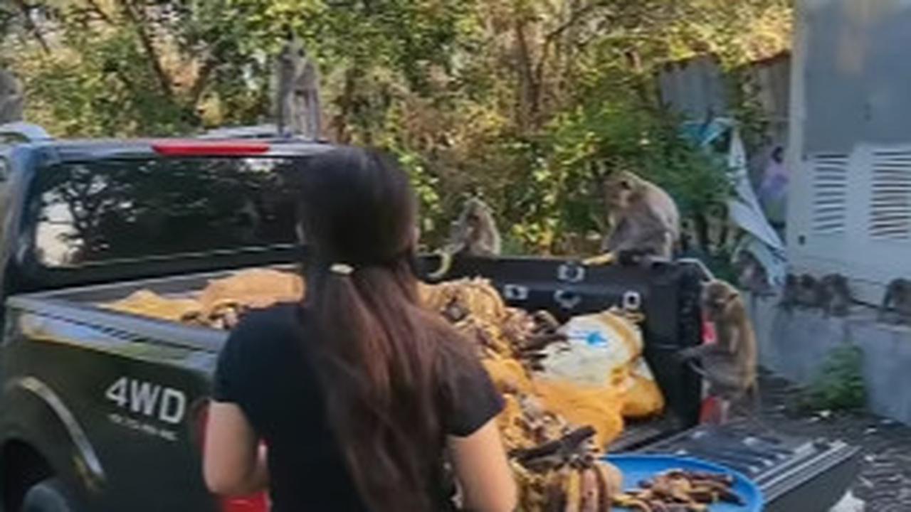 Monyet di Bali Kelaparan