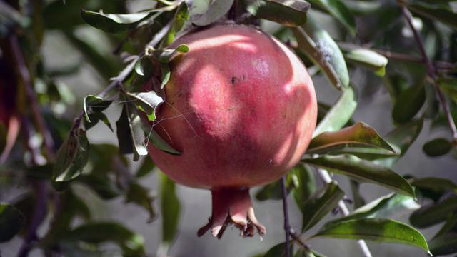 Panen Buah Delima di Afghanistan