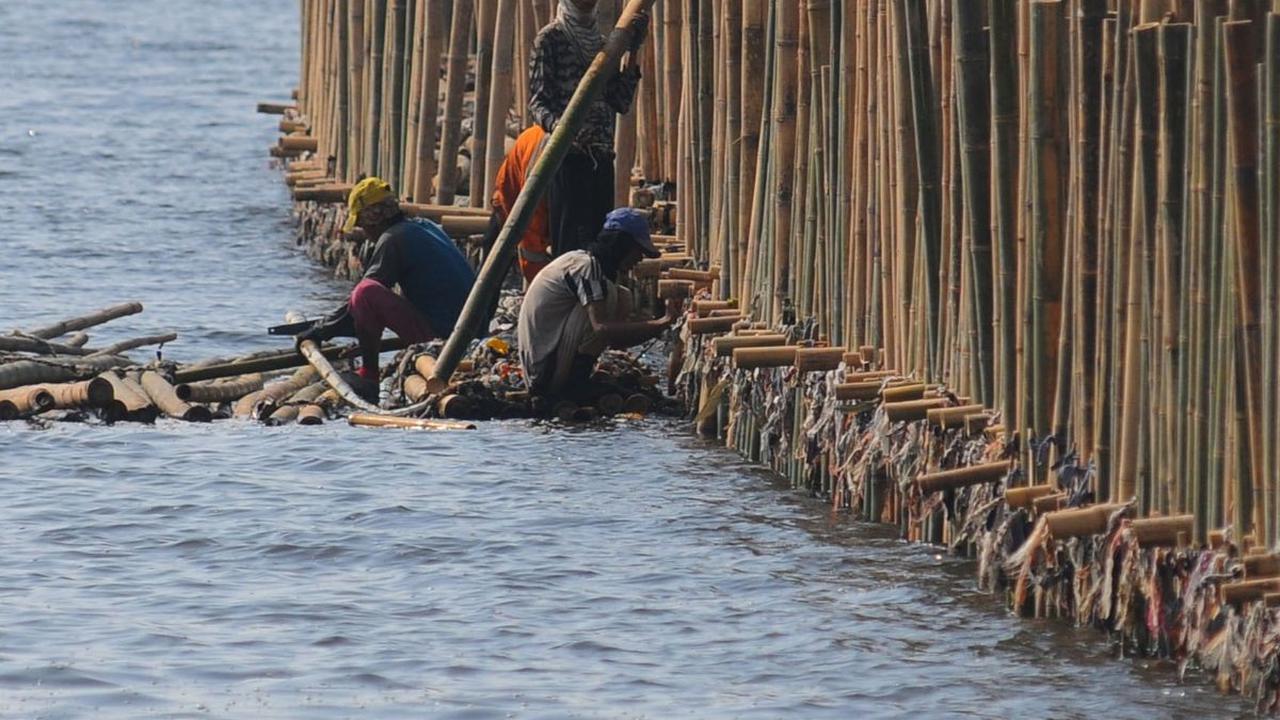 Sejumlah pekerja tampak memasang turap bambu yang menjadi penangkal abrasi di pesisir pantai kawasan Pelabuhan Marunda Center Terminal (MCT) Jurong Port JV, Tarumajaya, Bekasi, Jawa Barat (23/6/2023).
