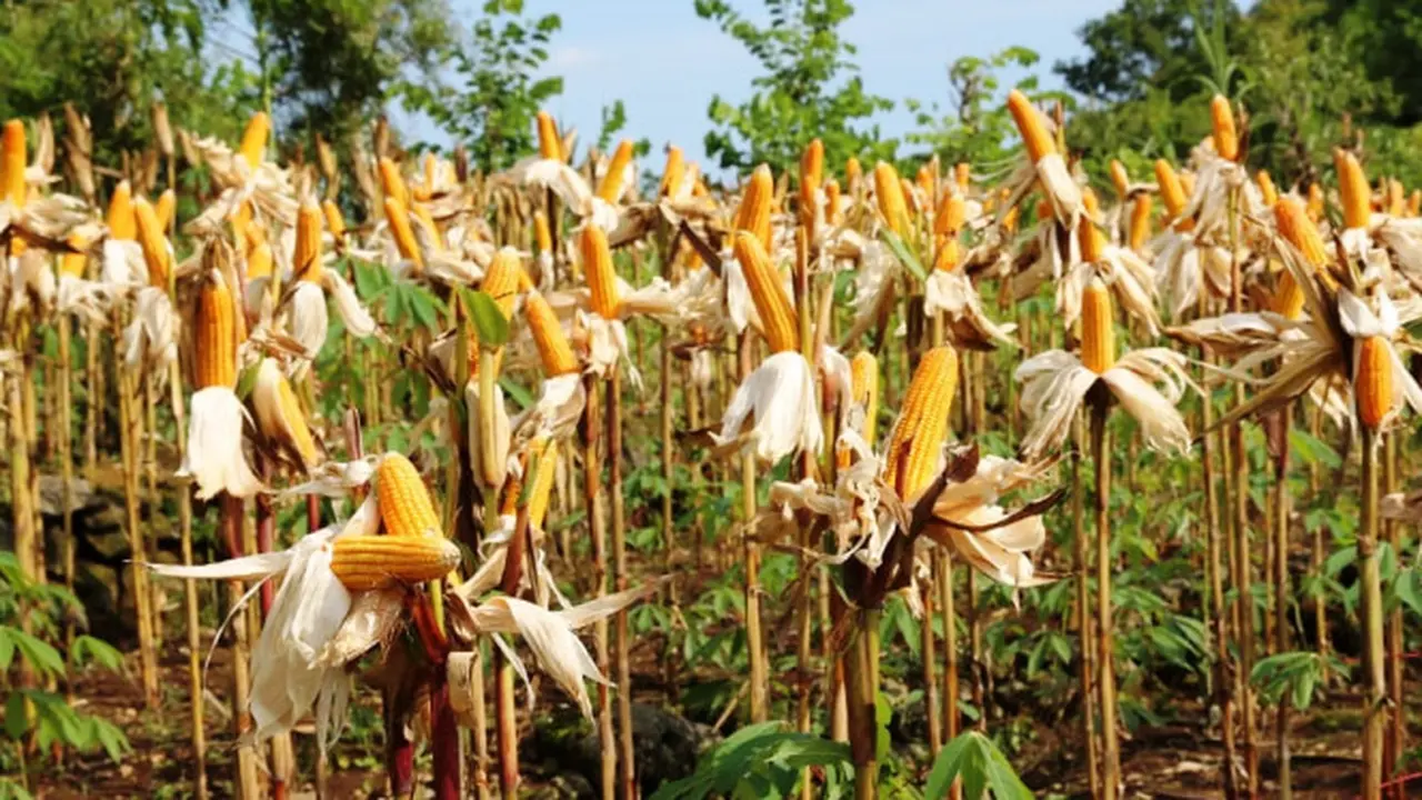 Kepala Badan Pangan Nasional (Bapanas) Arief Prasetyo Adi menyampaikan bahwa pada 15 November 2023 akan tiba 20 ribu ton jagung impor yang dipergunakan untuk pakan ternak.
