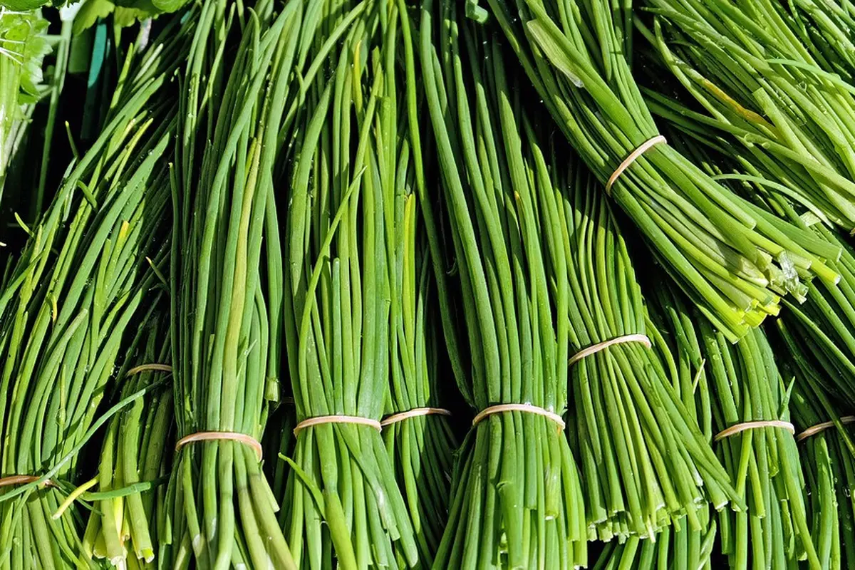 Manfaat Daun Kucai untuk Kesehatan