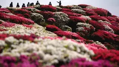 Bunga-bunga Azalea berwarna-warni tampak mekar di taman Nagushiyama, Prefektur Nagasaki, barat daya Jepang, 15 April 2018. Keindahan dari bunga cantik ini hanya bisa disaksikan pada bulan April hingga Mei saja. (AP Photo/Eugene Hoshiko)